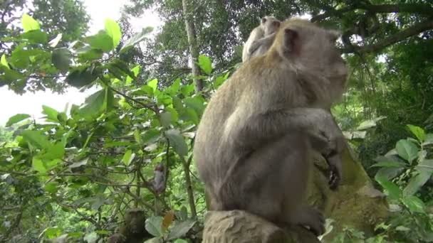 Zwolnionym Tempie Panoramowanie Strzał Zbliżenie Siedzący Monkey Ciekawie Ogląda Coś — Wideo stockowe