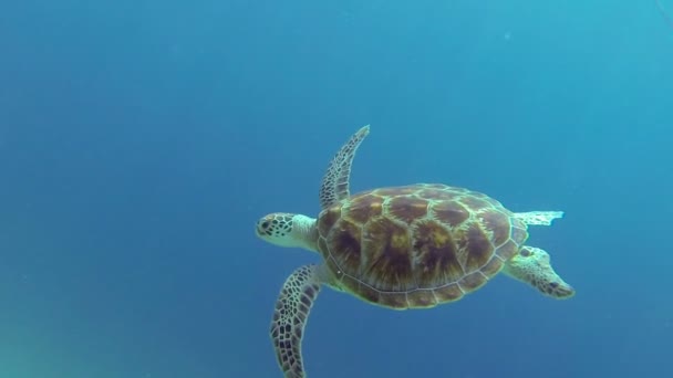 Karetschildpad Met Mooie Shell Zweefvliegen Diepe Blauwe Oceaan — Stockvideo