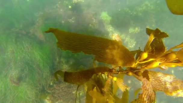 Slow Motion Brown Kelp Balançando Fundo Oceano Com Sol Refletindo — Vídeo de Stock