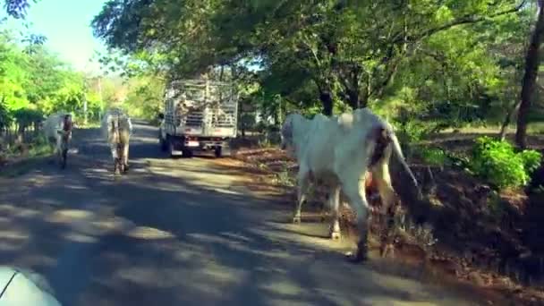 小巴拿马道上的一群牛的车拍 — 图库视频影像