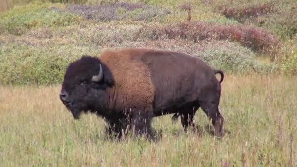 Injured Two Tone Bison Walking Tail Swaying Grazing Green Grass — Stock Video