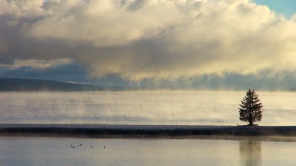 Singolo Pino Verde Foggy Lago Nebbioso Yellowstone — Video Stock