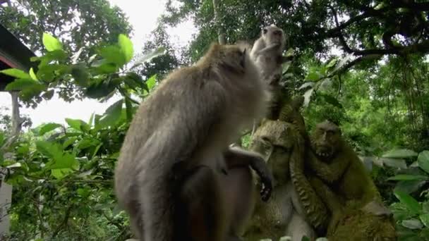 スローモーションのクローズ アップ ショットの古い猿の背中を掻くと 画面が出る — ストック動画