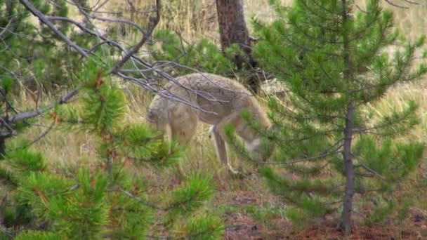 Pequeño Coyote Hambriento Comiendo Algo Del Suelo Del Parque — Vídeo de stock