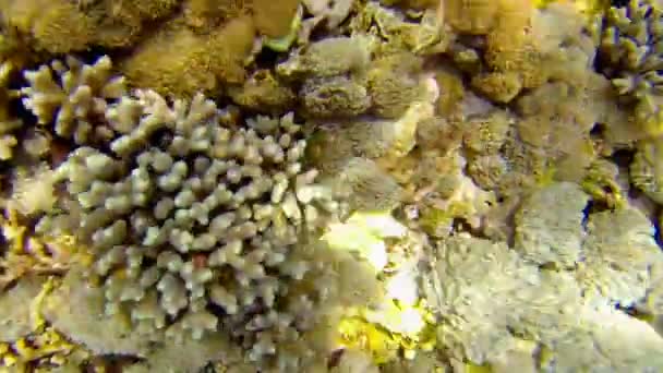 Exit Beautiful Colorful Corals Ocean Floor Sun Shining Reflecting Them — Stock Video