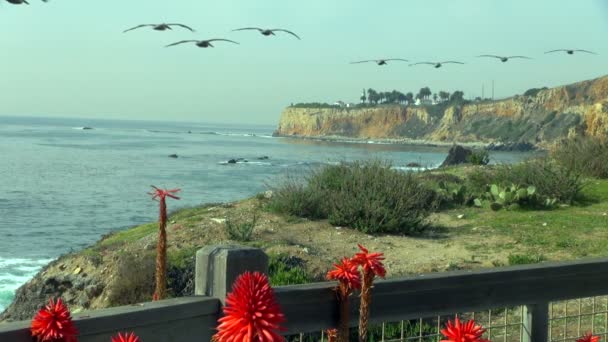 Mouvement Lent Les Pélicans Migrent Coucher Soleil Palos Verdes États — Video