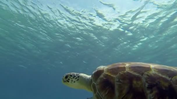 Hermosa Tortuga Marina Grande Aleteando Nadando Bajo Océano Mientras Muestra — Vídeos de Stock