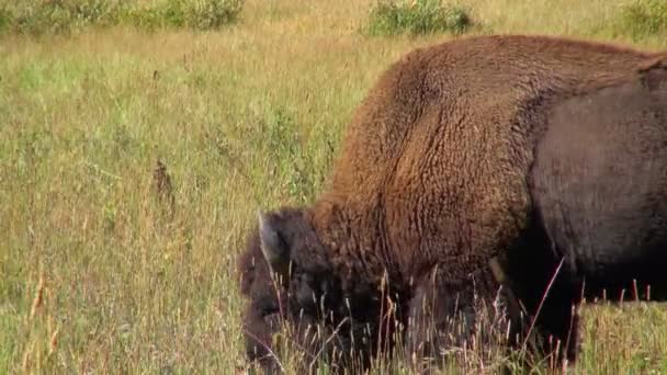 Seitenansicht Eines Bisons Der Das Grüne Gras Der Felder Des — Stockvideo