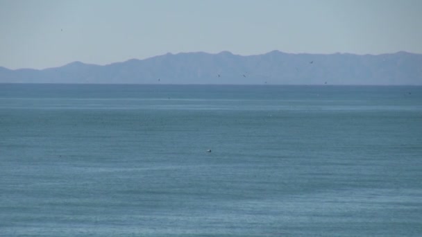 Vogels Duiken Oceaan Door Anacapa Island Anacapa Island Verenigde Staten — Stockvideo