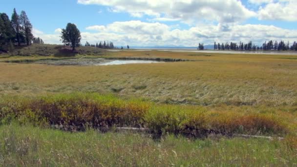 Panning Vista Del Prato Verde Soleggiato Nel Parco Yellowstone — Video Stock