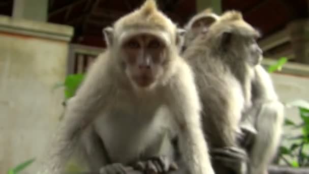 Close Tiro Macaco Segurando Câmera Enquanto Come Frutas Verdes — Vídeo de Stock