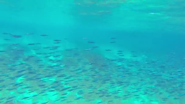惊人的同步蓝鱼学校在海底快速游泳 — 图库视频影像