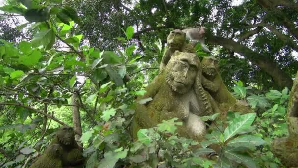 Aufnahme Von Affen Die Den Bäumen Rund Den Park Und — Stockvideo