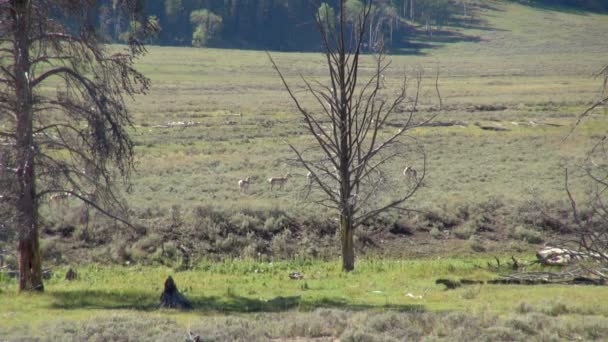 Antílope Árbol Desnudo Pie Alto Yellowstone Park Con Vida Silvestre — Vídeos de Stock