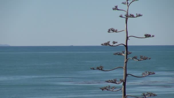 海とバック グラウンドでボートのユッカ植物 カリフォルニア州 アメリカ合衆国アナパカ諸島 — ストック動画