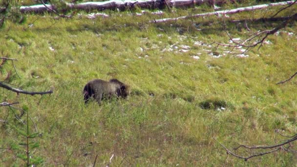 Medve Keres Élelmiszer Yellowstone Nemzeti Parkban — Stock videók