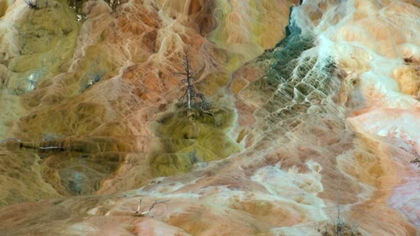 黄石国家公园 在猛犸温泉的柔和的山中间的贫瘠的树 — 图库视频影像