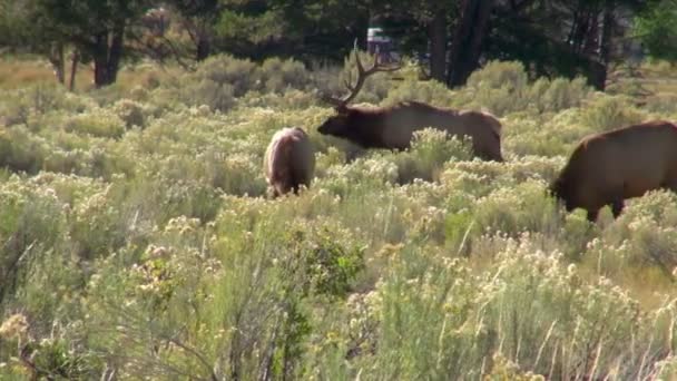 Elk Huge Antlers Walking Tall Grass While Others Graze Green — Stock Video