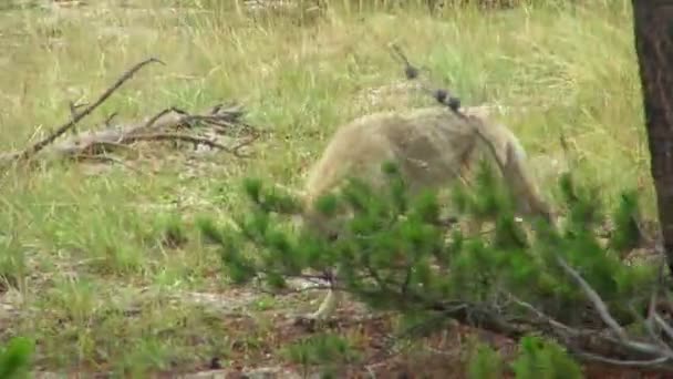 Panning View Hunting Coyote Walking Slowly — Stock Video