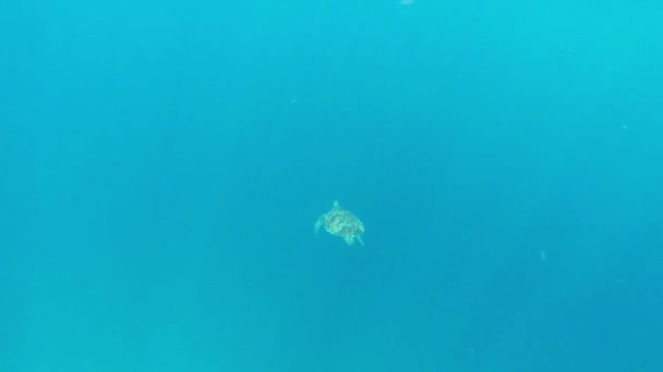 Lone Beautiful Sea Turtle Gliding Natação Sob Oceano Azul — Vídeo de Stock