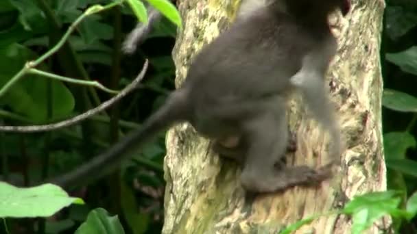 Gros plan de Mère Singe avec son bébé singe grimpant et descendant un arbre dans la forêt indonésienne de Bali 
