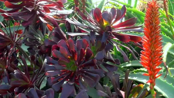 Stunning Close Red Flowers Aloe Vera Palos Verdes United States — Stock Video