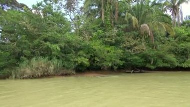 Hareket eden ünlü Panama Kanalı mangrov kadeh tekne