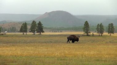 Kahverengi görkemli Buffalo sarı taş Park'ın çayır yürüyüş