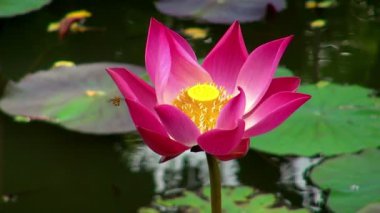 Yakın çekim Shot kırmızı bir çiçek açan çiçek gezinip meşgul arı