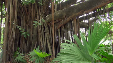 Yakın çekim Shot Panama City büyük ve büyük kauçuk ağacı