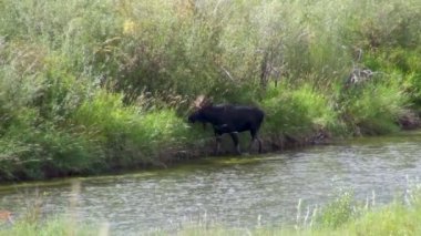 Büyük mus Wyoming temiz nehir Jackson yürüyüş ve kaydırma