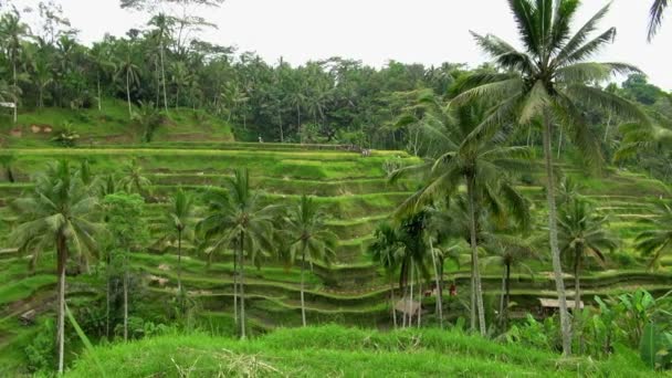 Panning Shot Astounding Rice Fields Terraces Tourists Walking Going Top — Stock Video