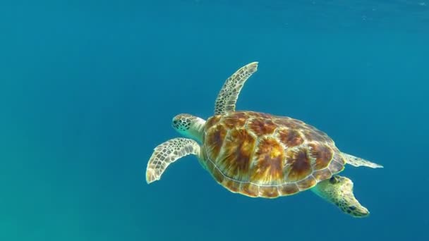 美丽的巴厘岛海龟游泳从右到左 而在蓝色的大海拍打手臂 — 图库视频影像