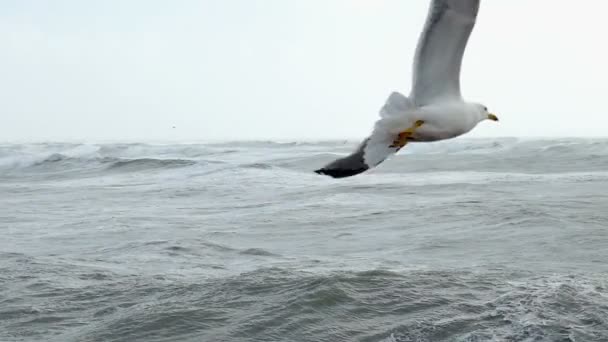 Filmagem Câmera Lenta Uma Gaivota Lançando Tentando Voar Sobre Oceano — Vídeo de Stock