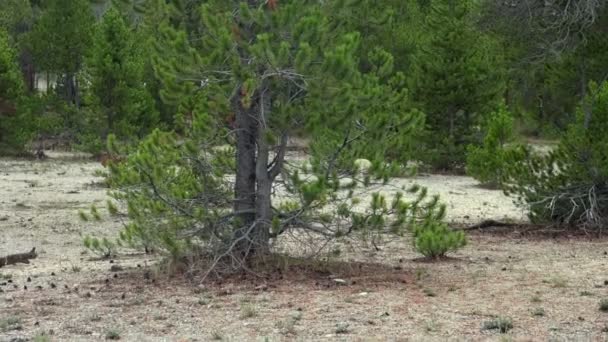 Kleiner Kojote Spaziert Hinter Der Großen Grünen Kiefer — Stockvideo