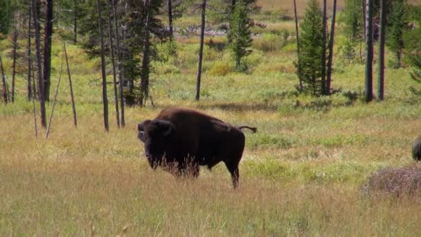 Bison détendu balançant et remuant C'est queue par une journée fraîche et venteuse 