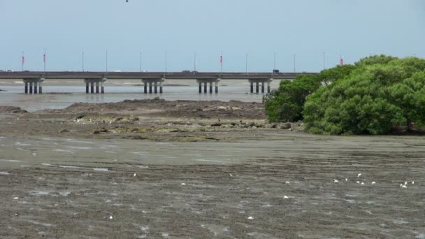 Ammuttu Busy Panama Bridge Ympäröivä Mangrove — kuvapankkivideo
