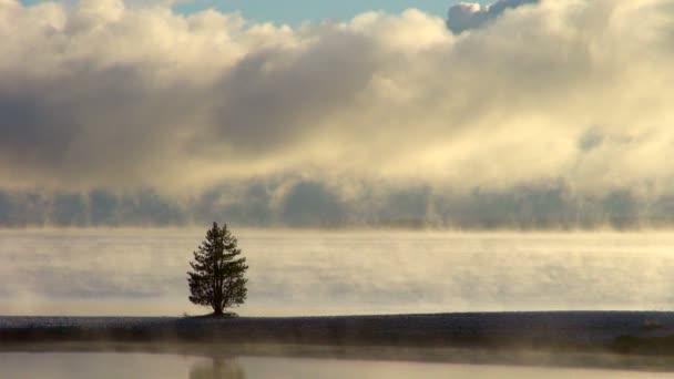 Lange Groene Naaldboom Die Alleen Een Mistige Winderige Lake Yellowstone — Stockvideo
