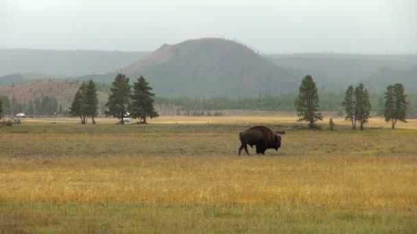 Brown Majestic Buffalo Walking Yellow Stone Park Meadow — Stock Video