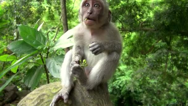 Nahaufnahme von Affen, die langsam Früchte essen, während sie nach oben schauen