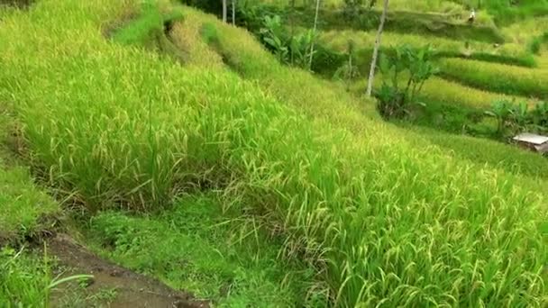 Primer Plano Las Pajitas Arroz Fresco Sin Cortar Que Cubren — Vídeos de Stock