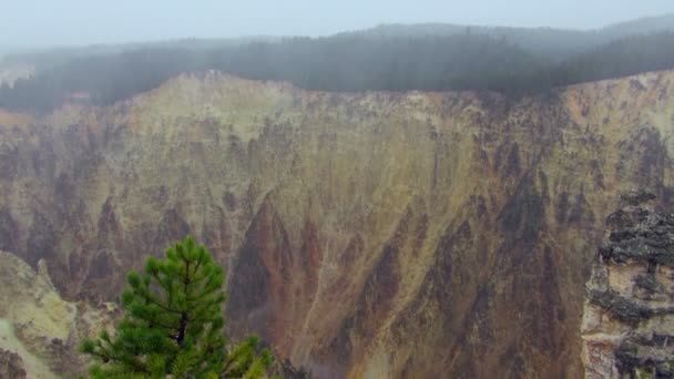 Neige Blanche Tombant Sur Parc National Foggy Yellowstone — Video