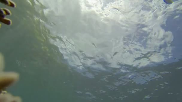 Man Snorkelen Duidelijke Glas Als Weerspiegeling Van Oceaan — Stockvideo