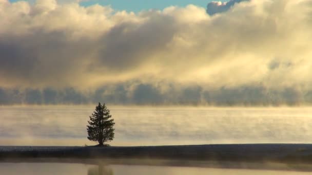 Time Lapse Μοναχικός Δέντρο Και Ομίχλη Πάνω Από Λίμνη Yellowstone — Αρχείο Βίντεο