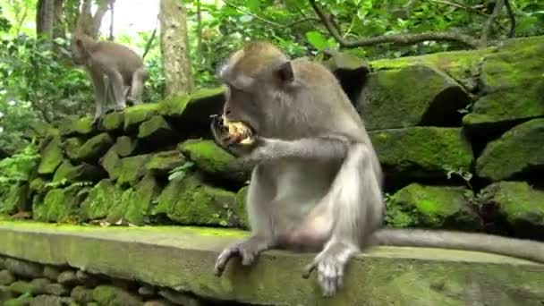 Gros Plan Plan Gros Singe Épluchant Puis Mangeant Banane Jaune — Video