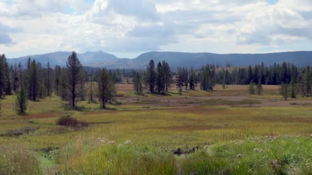 Panning Green Grassland Lush Forest Grand Teton National Park — Stock Video