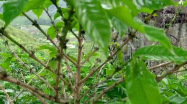 C-şekilli pan yaprakları açık havada dışarı arkasından küçük köyün ters.