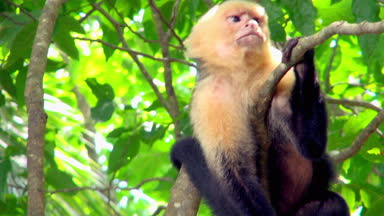 Ak başlı capuchin maymunu küçük bir ağaç dalı üzerinde oturur ve tutar. O kafasını yan yana, yukarı ve aşağı süre seyir çevrede döner. 