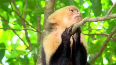 Küçük bir ağaç dalı üzerinde tutan bir ak başlı capuchin maymunu Close-up. 