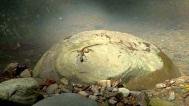Bir kertenkele River Shore tarafından büyük kaya dört ayak üzerinde duruyor. Bu nehrin karşı karşıya kadar açık ama bu etrafında hareket ve daire bakan başlar. 